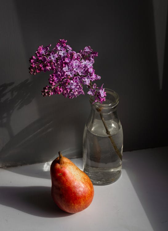 Fotobanka s bezplatnými fotkami na tému aróma, aromatický, botanika