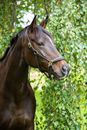 Brown Horse Near Vine Leaves on a Tree
