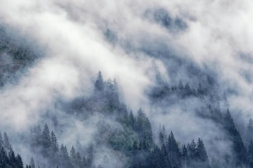 Photos gratuites de brouillard, cime des arbres, forêt