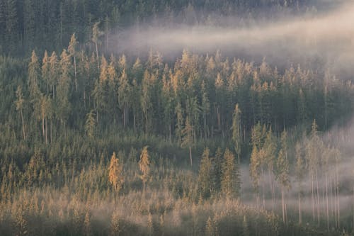 Free Green and Brown Trees on Foggy Forest  Stock Photo