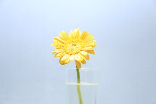 Free Yellow Daisy in Clear Glass Vase Stock Photo