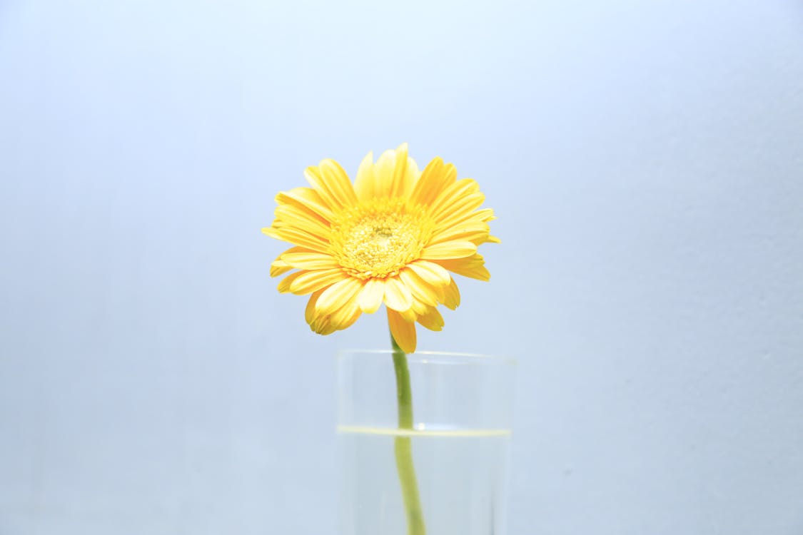 透明玻璃花瓶中的黄色雏菊