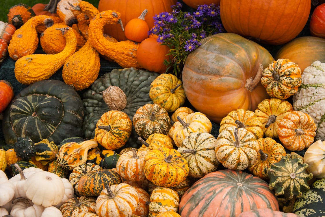 Variety of Pumpkins · Free Stock Photo
