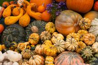 Variety of Pumpkins