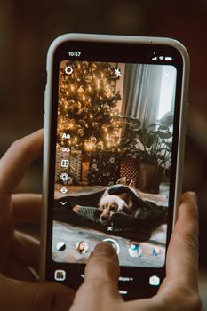 A holiday scene captured on a smartphone featuring a cozy dog by a Christmas tree.