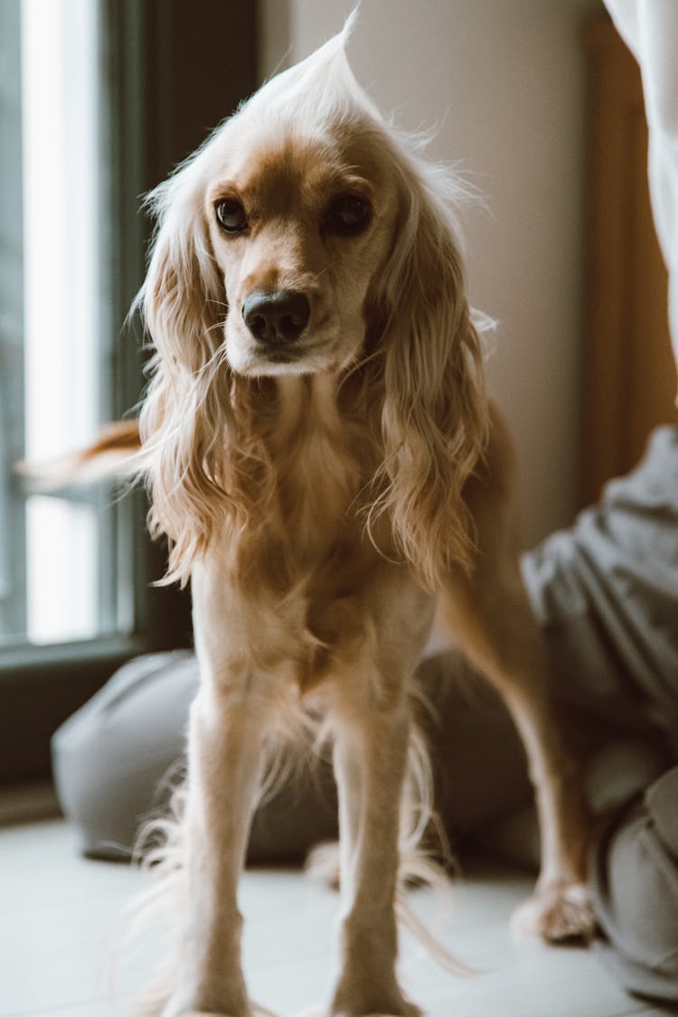 A Dog Standing Near A Window
