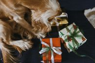 Free stock photo of birthday, bow, christmas