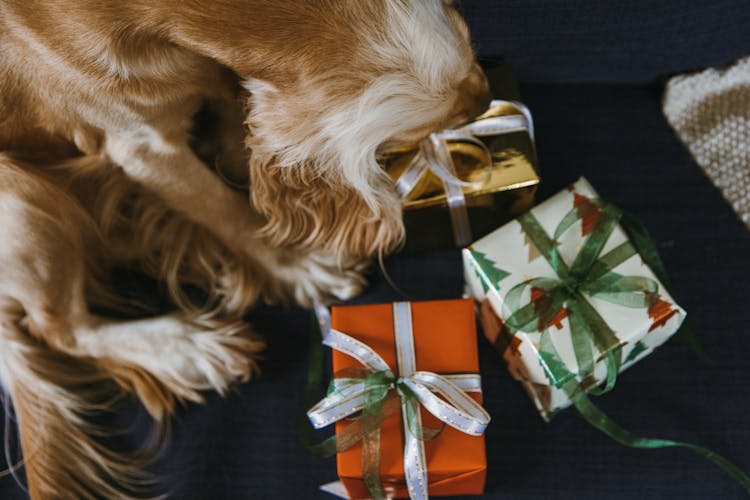 A Dog Opening Gifts