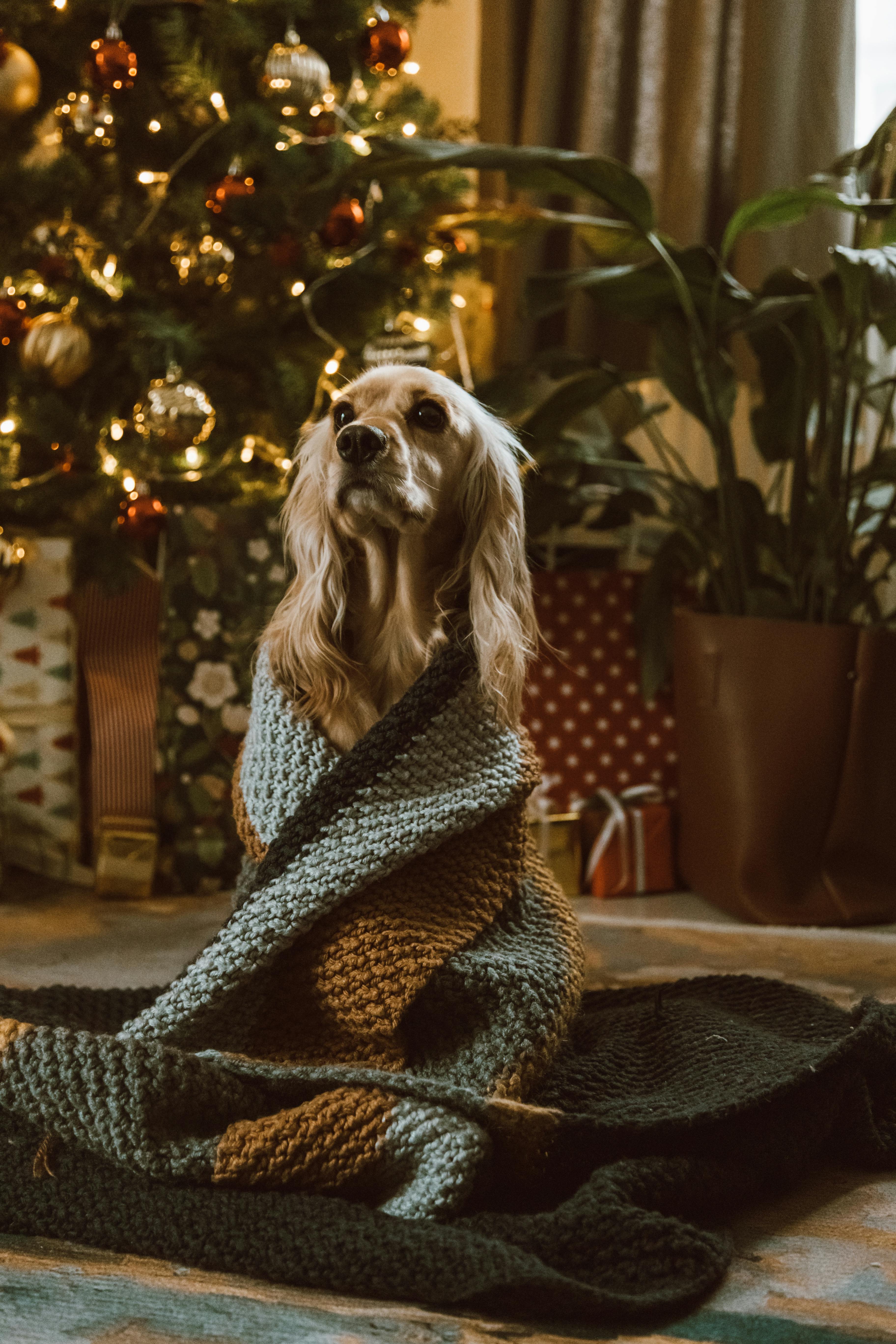 A cute dog wrapped in a knitted blanket sits by a decorated Christmas tree indoors.
