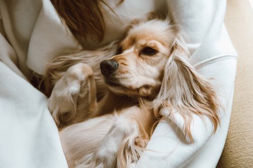 Free Cute Cocker Spaniel snuggled in a cozy embrace, perfect for pet lovers. Stock Photo