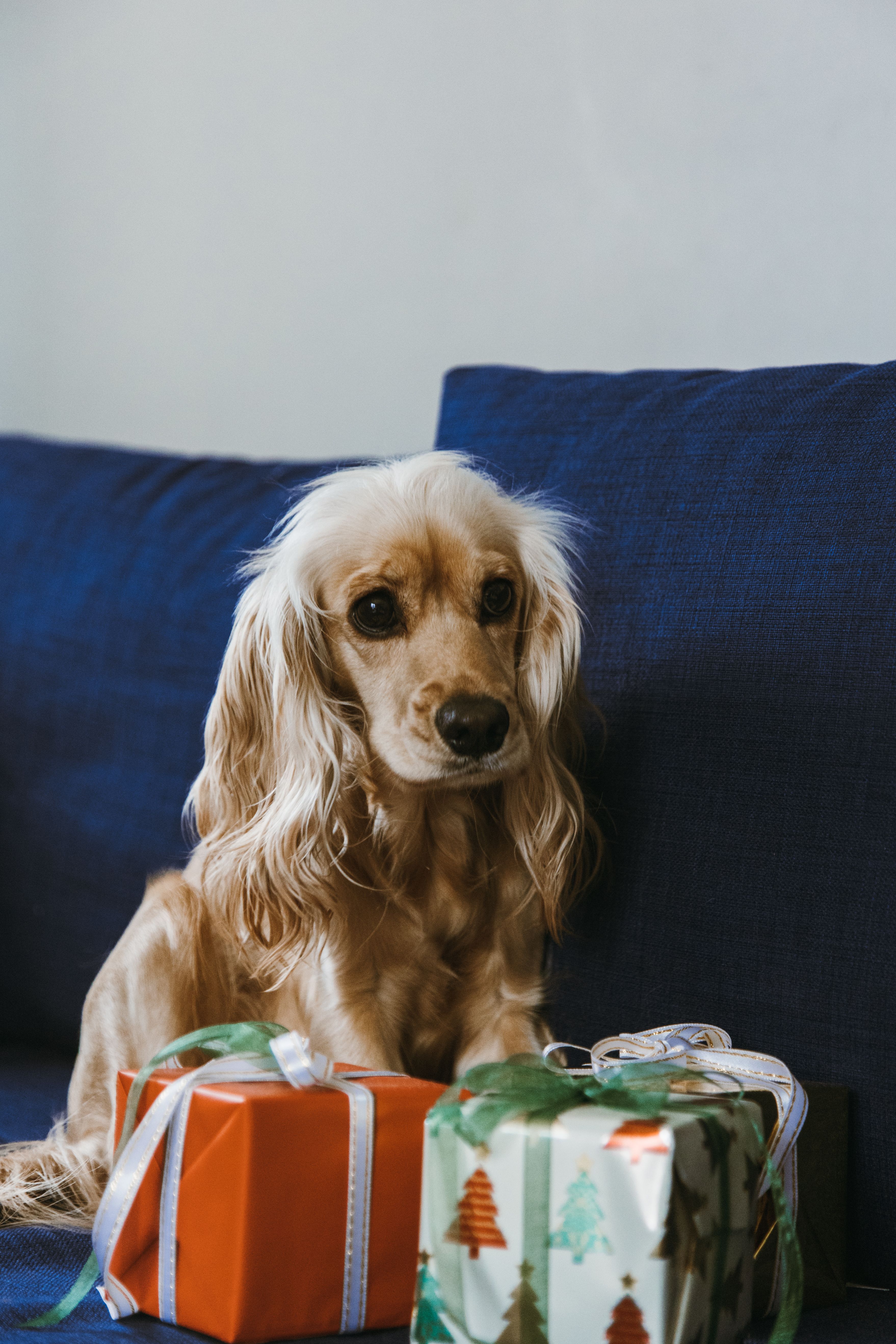 A cute Cocker Spaniel dog sitting on a blue couch next to wrapped Christmas gifts.