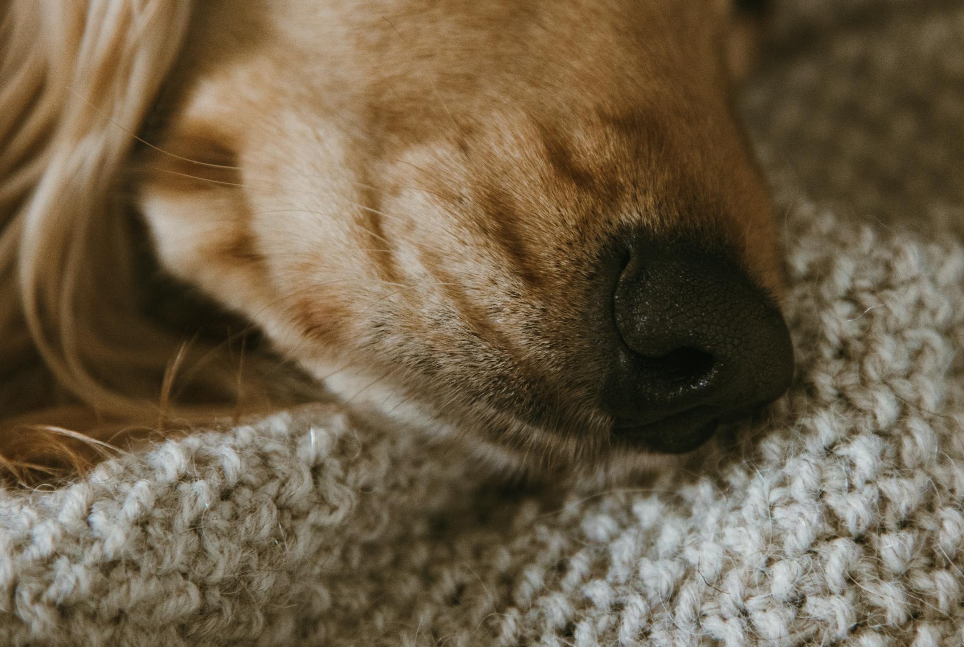 Close Up Photo of Dog Nose