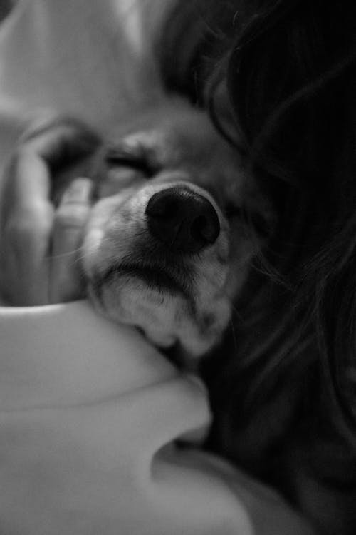 Free Monochrome Shot of a Sleeping Dog's Muzzle Stock Photo