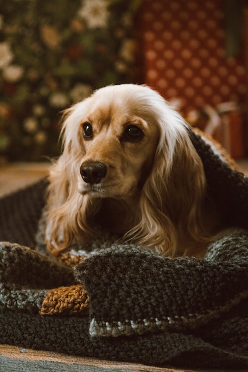 Free Brown Dog Laying on a Blanket Stock Photo