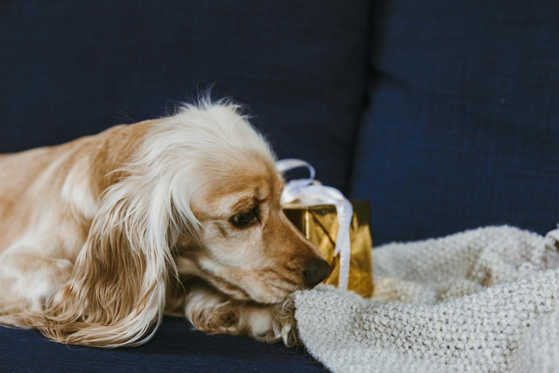 Brown Dog Resting on a Sofa