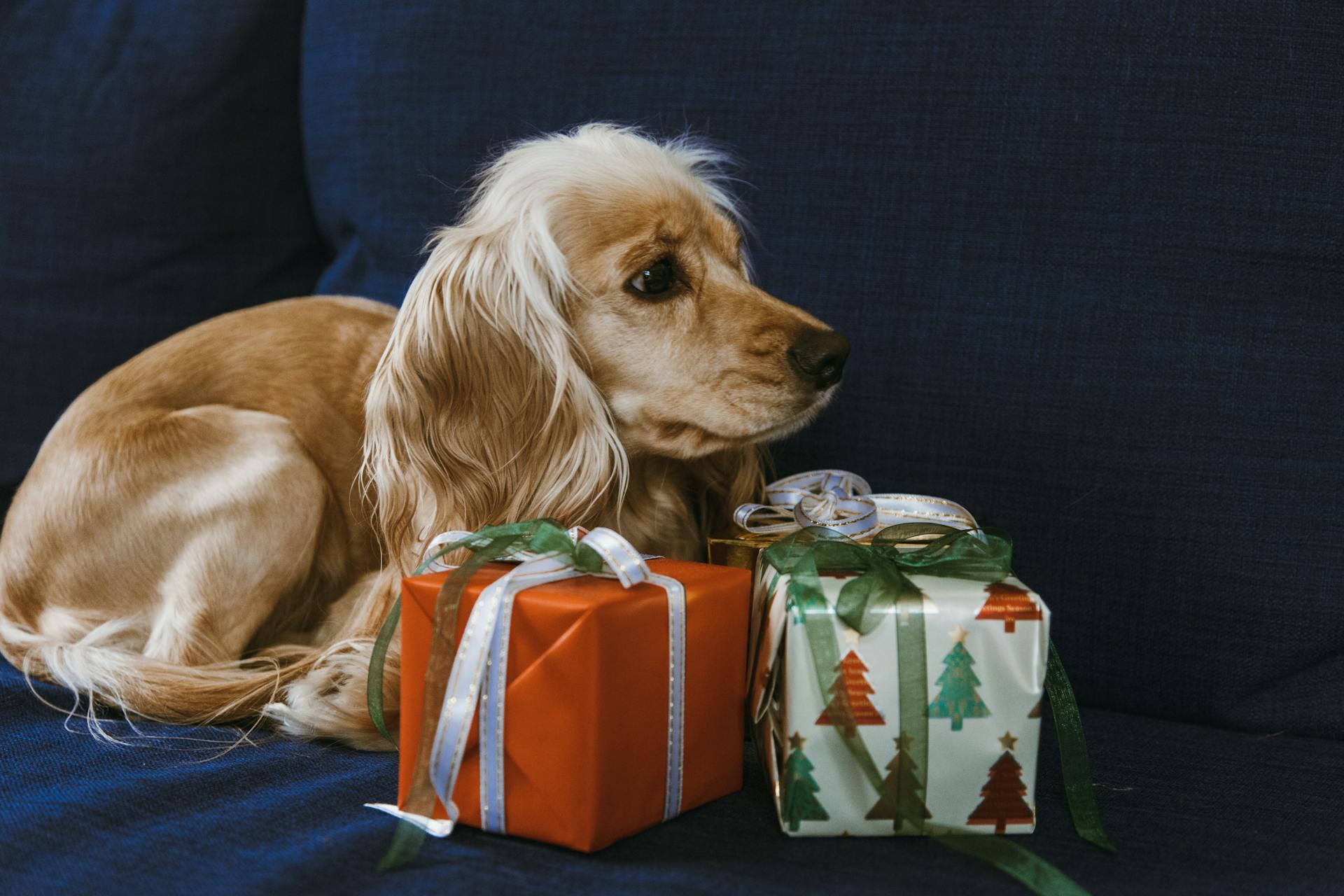 Brown Long Coated Small Dog on Blue Textile