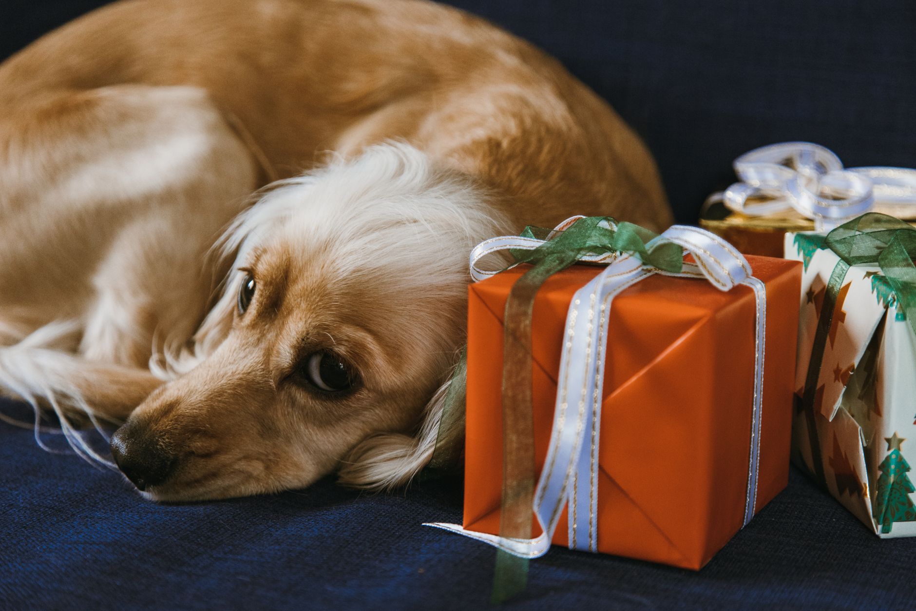 Best Gifts for Dog Lovers Who Are Obsessed (2026)