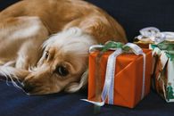 Free stock photo of animal, box, canine