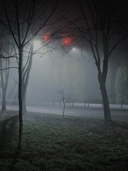 Bare Trees on Grass Near a Road on a Foggy Night