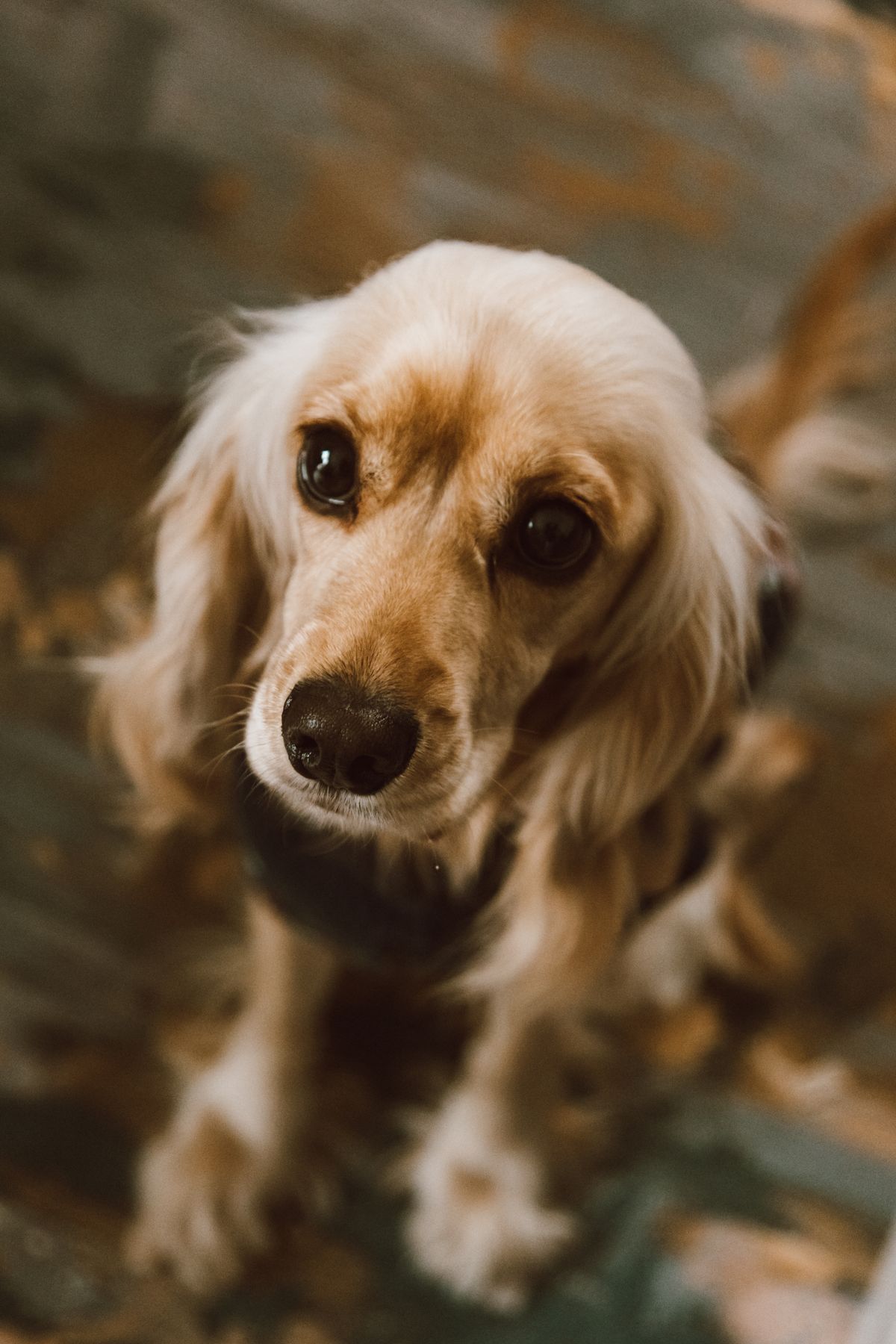 Fotografía de un perro Cocker Spaniel de pelaje dorado sentado en un entorno natural, representando la protección del seguro MiSuperMascota para esta raza de spaniel.