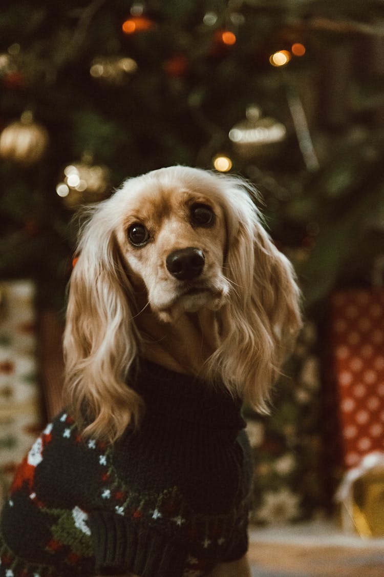 A Portrait Of A Cocker Spaniel In An Ugly Christmas Sweater