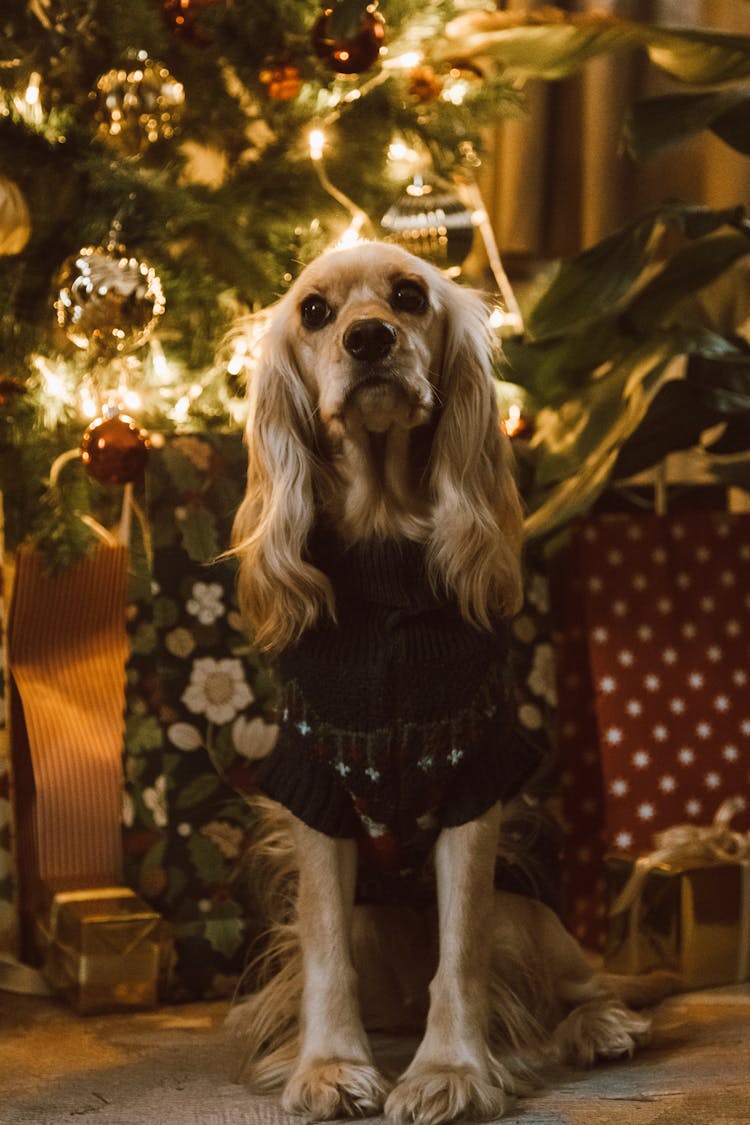 A Portrait Of A Cocker Spaniel In An Ugly Christmas Sweater