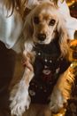 Free stock photo of animal, canine, cute