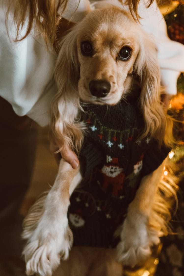 A Portrait Of A Cocker Spaniel In An Ugly Christmas Sweater