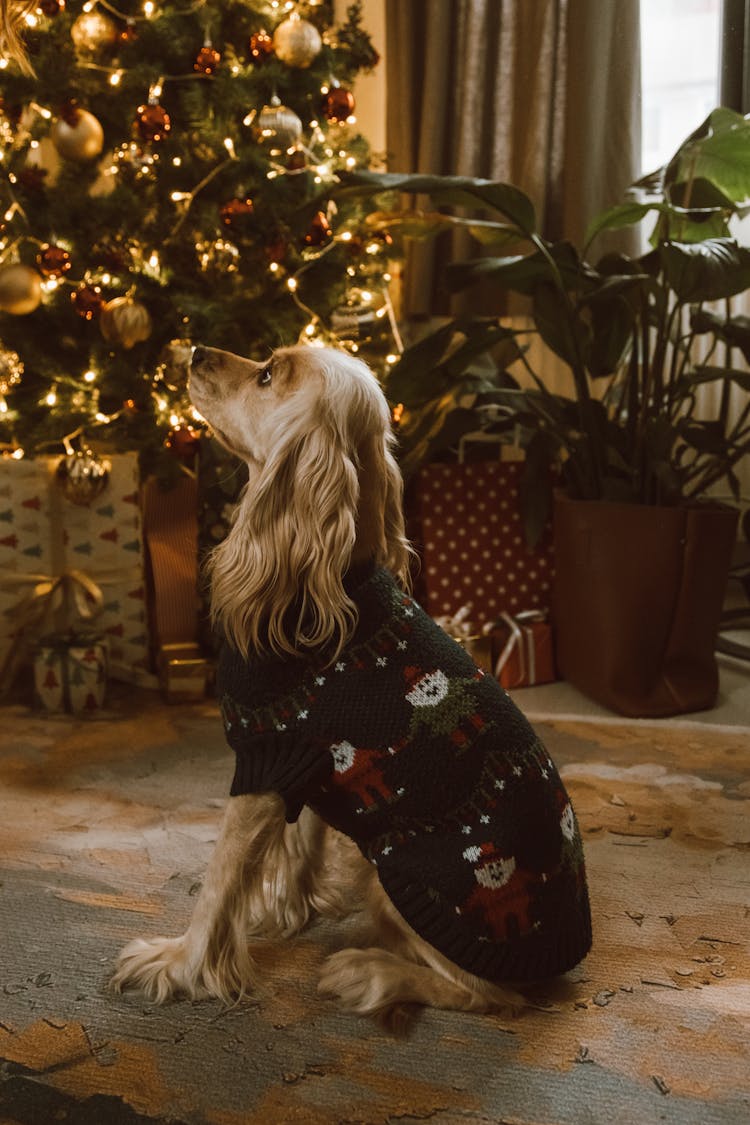 Side View Of A Cocker Spaniel In An Ugly Christmas Sweater