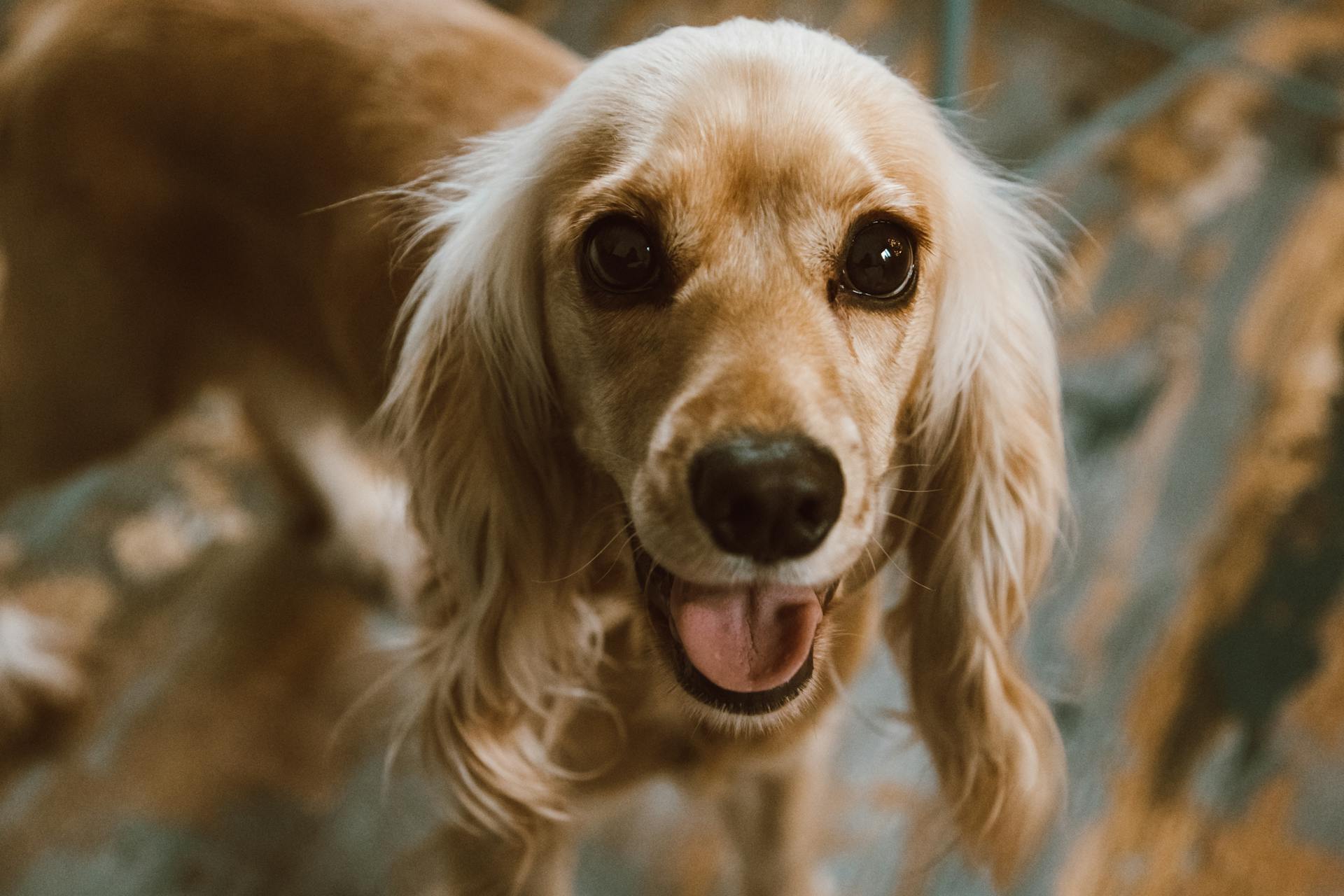 Photo sélective d'un adorable petit chien au long pelage brun