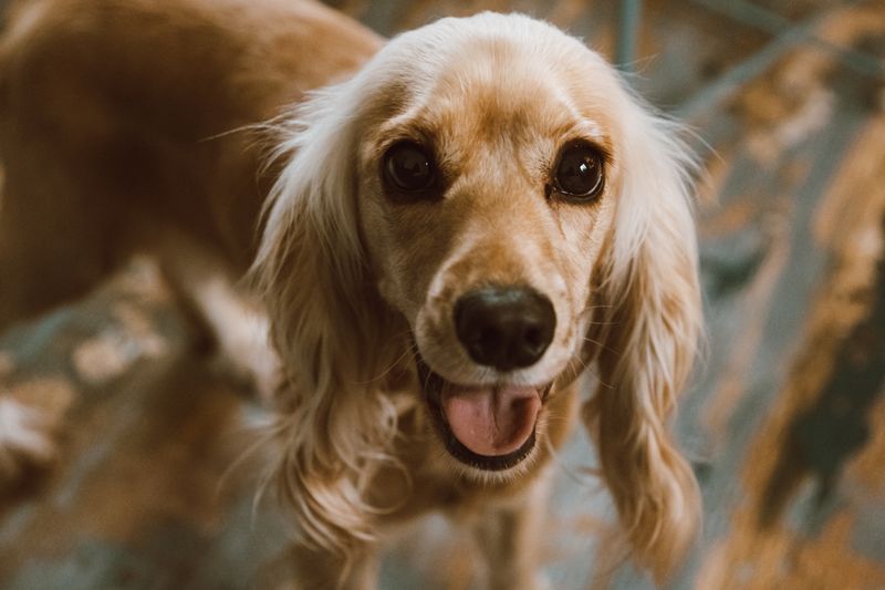 Golden cocker spaniel looking at the camera