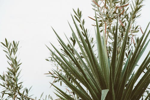 A Green Plant Near a White Wall