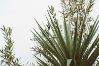 Free stock photo of aloe, cactus, desert