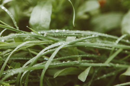 Free Macro photograph of dew on grass, capturing natural freshness and texture in morning light. Stock Photo