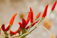 Free stock photo of blur, bright, cayenne