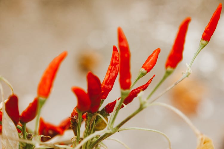 Close-up Of Red Chilli Peppers