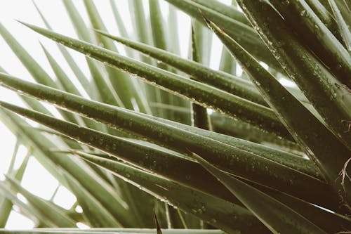 Free Macro Photography of Dewdrops on Green Aloe Vera Plant Stock Photo