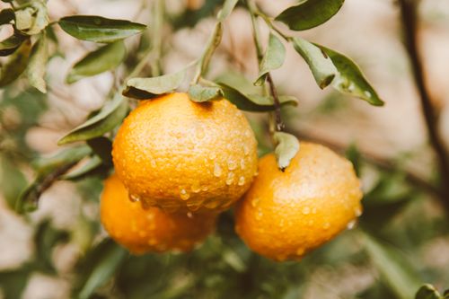 Free Close-up of fresh oranges with dew, showcasing vibrant colors and natural freshness. Stock Photo