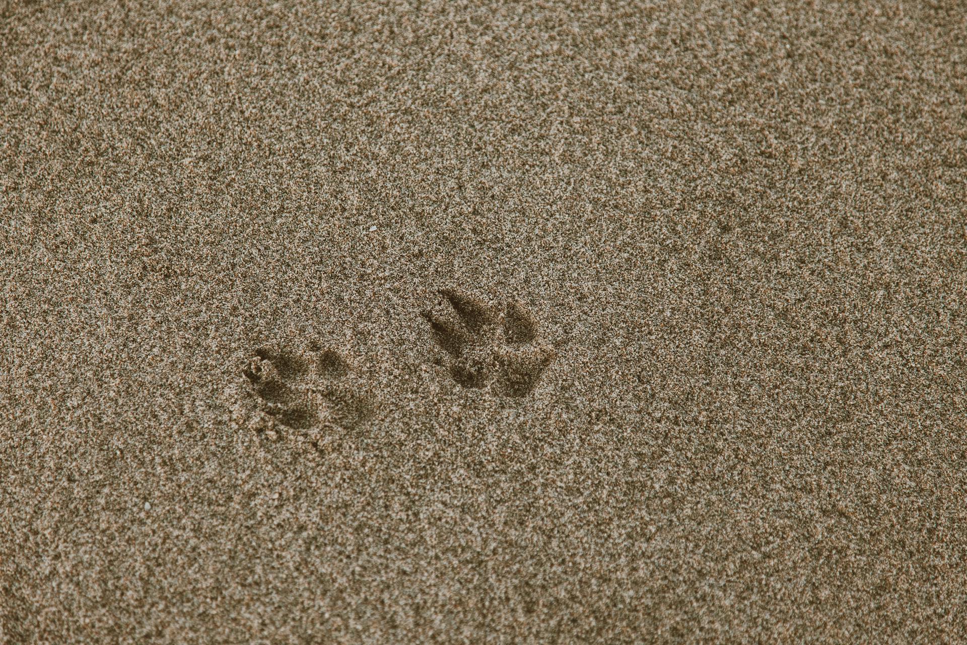 Paw Prints on Brown Sand