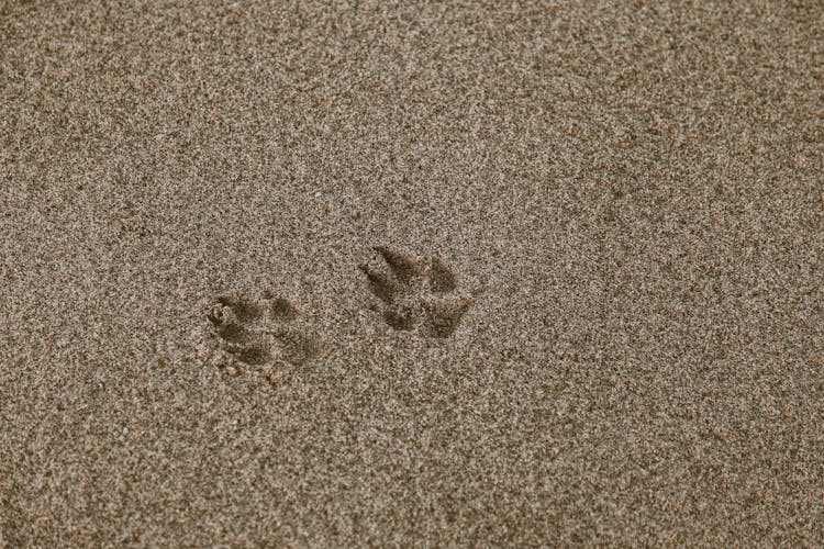 Paw Prints On Brown Sand