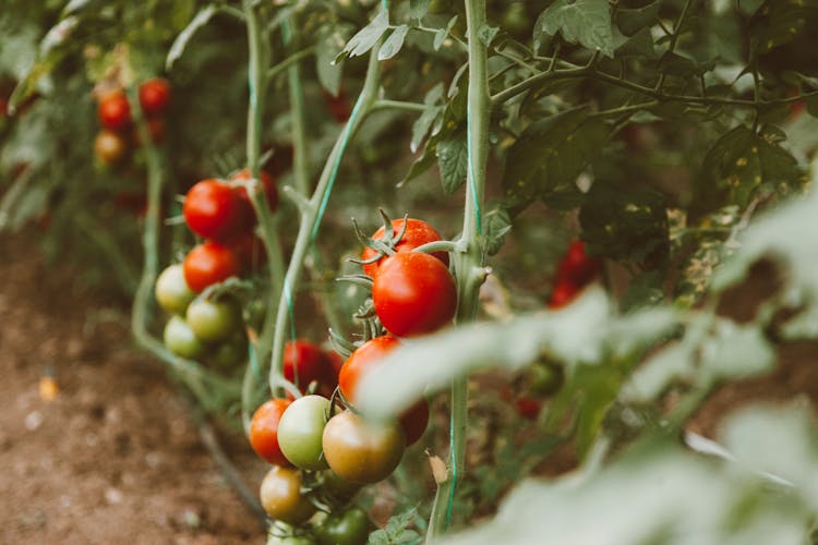 Ripe Tomatoes On Branches 