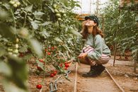 A Woman in Green Long Sleeves Picking Tomatoes