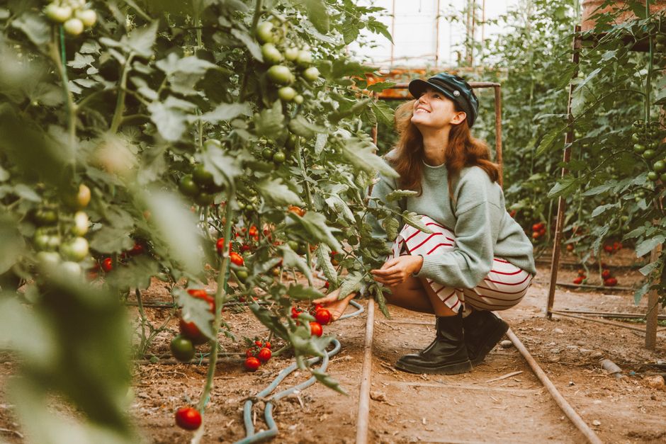 Cele mai bune soiuri de tomate pentru cultura în solarii din Dolj
