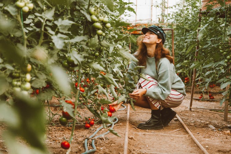 A Woman In Green Long Sleeves Picking Tomatoes