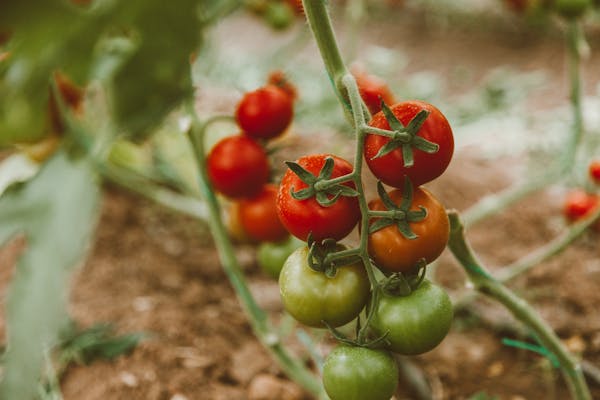 Green tomatoes on the vine
