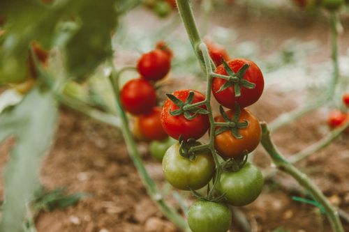 Free Close-up of ripe and unripe tomatoes growing on a vine in a garden. Stock Photo
