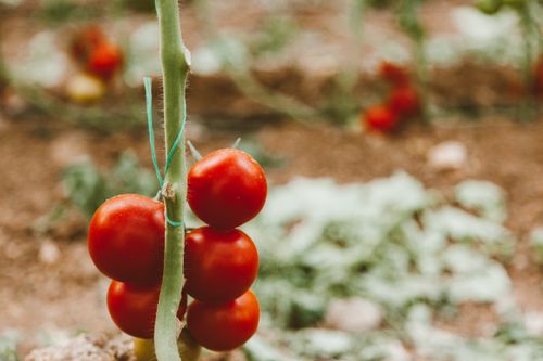 Free A close-up view of ripe red tomatoes growing on a vine supported by a green stake. Stock Photo