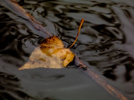 A Brown Dry Leaf Floating on Water