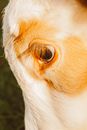 White and Brown Animal Eye
