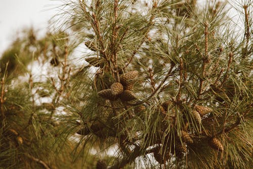 Pine Cones and Pine Leaves on Branches